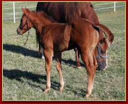 Mr Elusive x Innocent Touch Filly 4410.jpg